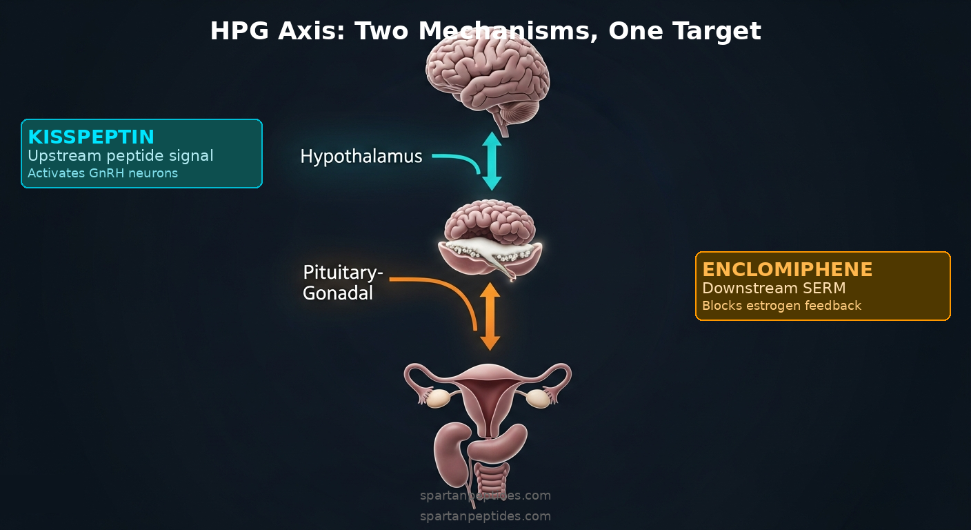 HPG axis diagram showing kisspeptin upstream peptide signaling vs enclomiphene downstream SERM mechanism